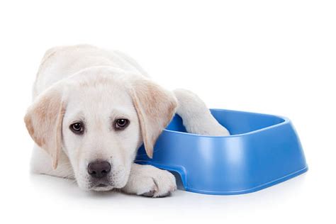 Starving Dog Stock Photos Pictures And Royalty Free Images Istock