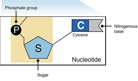 The basic units of dna — dna monomers, meaning building blocks — are nucleotides, which in turn are made from a phosphate group + a pentose sugar — a.k.a. Nucleotides and Bases - Genetics Generation