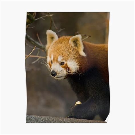 Red Panda Poster For Sale By Daveart Redbubble