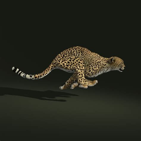 This will begin our adventure together through teh wonderful world of cheetah3d. cheetah fur animation 3d ma