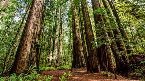 The Best Time Of Year To Visit Redwood National Park For The Perfect