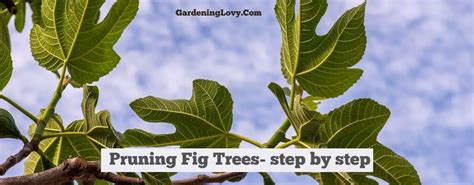 15 Pruning Fig Trees Tips How To Trim A Fig Tree Fig Bush