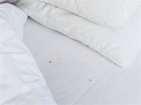 Pictures Of Bed Bug Stains On Mattress Pest Phobia