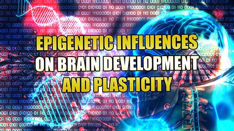 Epigenetic Influences On Brain Development And Plasticity El Paso Tx