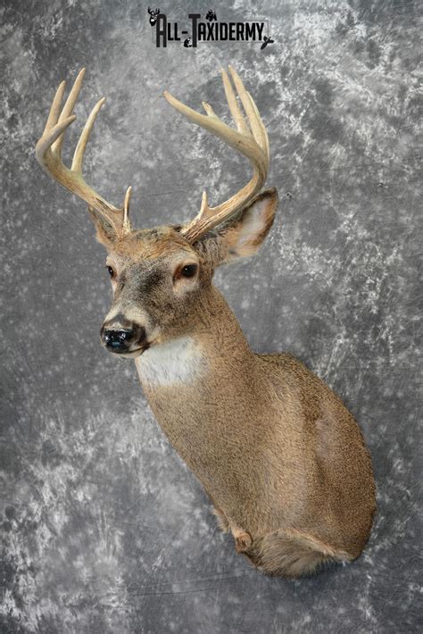Whitetail Deer Taxidermy Shoulder Mount For Sale Sku 1099 All Taxidermy