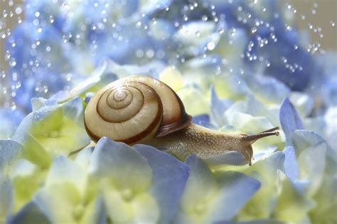 Untold And Exciting Facts About Water Snails Pet Ponder