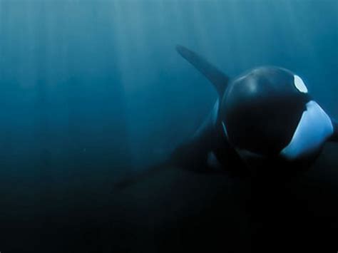 Wild Orca Underwater