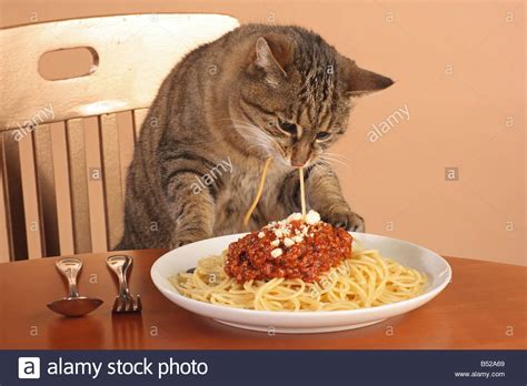 Does your cat eat pasta? bad habit: domestic cat eating spaghetti Stock Photo - Alamy