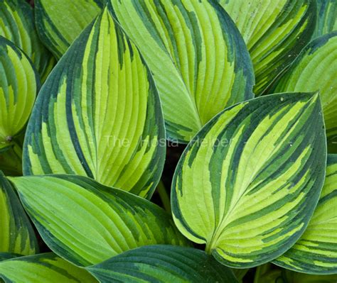 Jan van den top/danny van eechaute, 2004 г. Hosta 'June Fever' from The Hosta Helper - Presented by ...