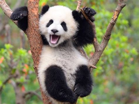 Celebrating That The Panda No Longer Is Endangered Adorable Animals