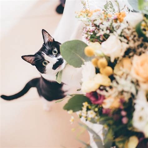 Cats And Bouquets Cat Wedding Colorful Bouquet Wonderland Wedding Pretty Wedding Pretty Cats