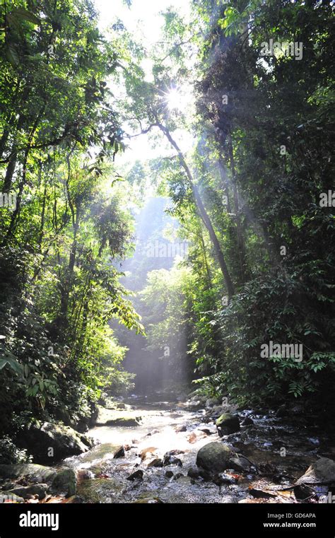 Sumatra Rainforest Stock Photos And Sumatra Rainforest Stock Images Alamy