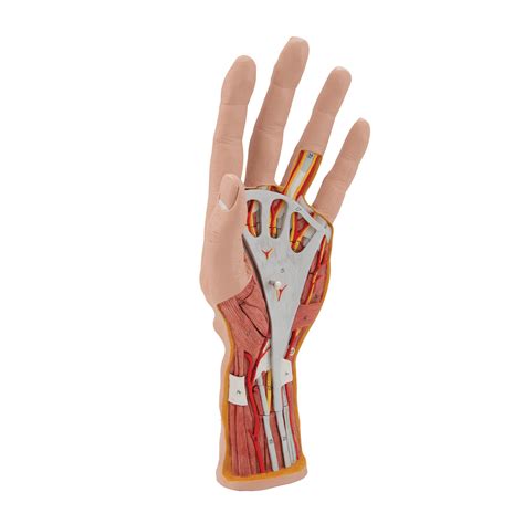 We did not find results for: Internal Hand Structure Model, 3 part - 1000349 - 3B ...