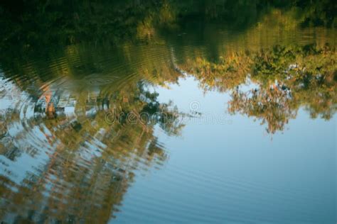 Reflection Of Tree On The Water Stock Photo Image Of Trees Drop