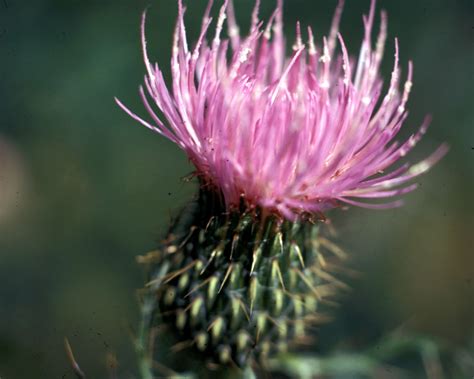 Bull Thistle Cirsium Vulgare Tualatin Soil And Water Conservation
