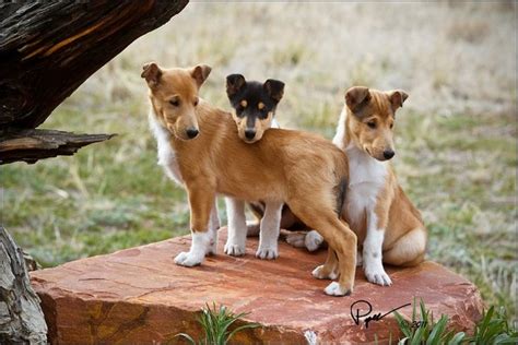 images  smooth collies  pinterest coats beautiful  smooth