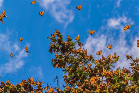 7 Things You Didn T Know About The Annual Monarch Butterfly Migration Bob Vila