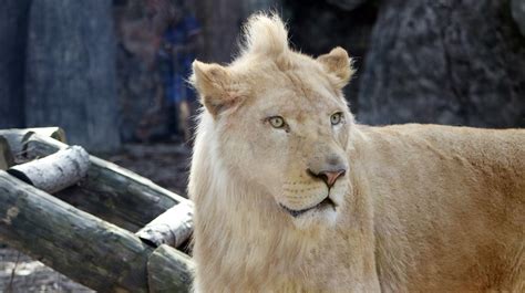 Rare White Lions Make First Appearance In Turkish Park