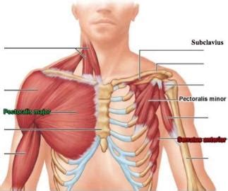 These muscles attach the upper limb to the axial skeleton of the trunk and support the thoracic cage. A&P Exam 2 - StudyBlue