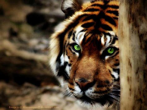 Bengal Tiger Green Eyes Dogs And Cats Wallpaper
