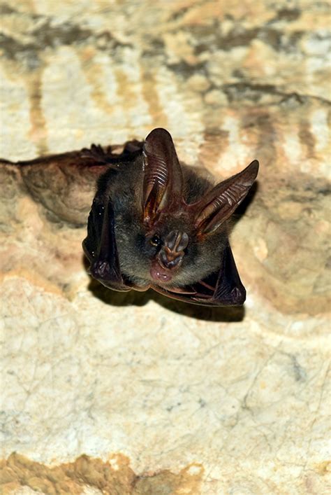 Lesser False Vampire Bat Project Noah