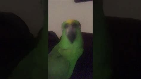 Amazon Parrot Singing God Bless America Youtube