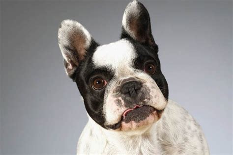 10 Amazing Facts About French Bulldogs Frenchie Facts