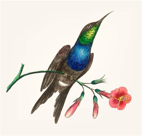 Hand Drawn Of Hummingbird Free Vector