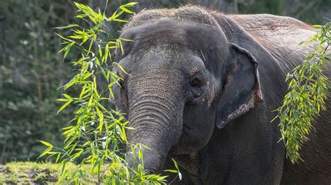 38 Interesting Facts About Asian Elephants 2024