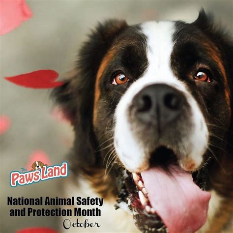 October Is National Animal Safety And Prevention Month A Month