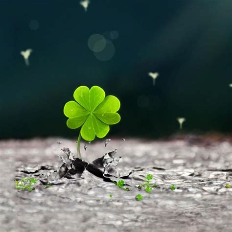 Lucky Wallpapers Top Free Lucky Backgrounds Wallpaperaccess