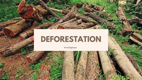 Deforestation In India Redone Ppt