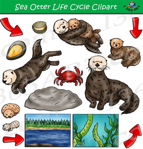 Sea Otter Life Cycle Clipart Set Download Clipart 4 School Sea
