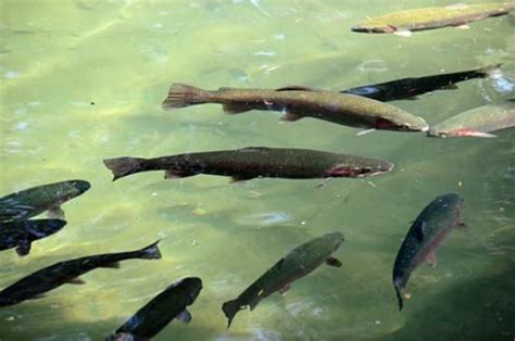 Leaburg Fish Hatchery | Fish hatchery, Fish, Trip advisor