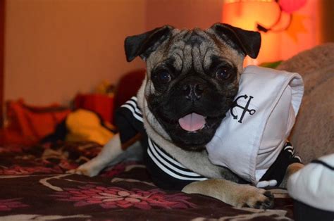 My Pug Obsession — Jj And Nita Submission From