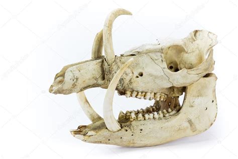 Skull Of Wild Boar Stock Photo By ©benschonewille 48390493
