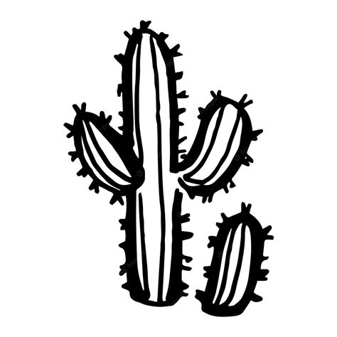 Premium Vector Vector Cactus Hand Drawn Illustration