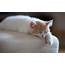 Sleeping Kitten Animals Cat Wallpapers HD / Desktop And 