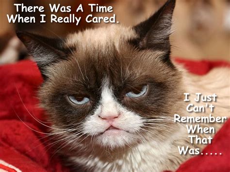 Grumpy Cat Memes By Gary 2017