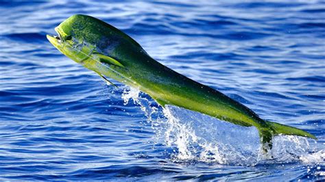 Tips And Tricks To Catch Destin Florida Mahi Mahi