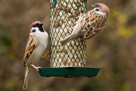 The Best Foods In Your Kitchen To Attract Backyard Birds Taste Of Home