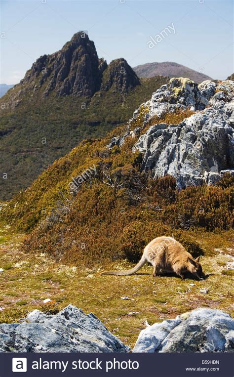 Peaks Of Cradle Mountain And Wallaby Feeding On Shrubs Cradle