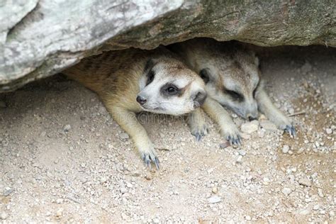 The Suricata Suricatta Or Meerkat In Cave Stock Image Image Of Desert