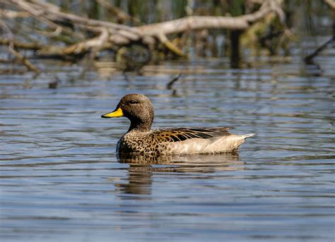 Duck Yellow Billed Teal Lake Anas Free Photo On Pixabay Pixabay