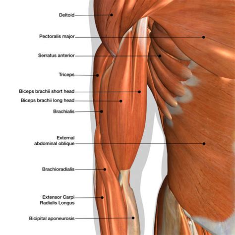 Human chest muscles diagram : Chest And Abdominal Muscles Diagram / Muscles Of The Abdomen Lower Back And Pelvis / Start ...
