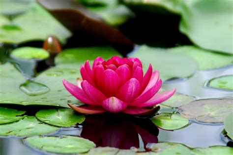 Ultimate Guide To Lotus Flower Meanings And Symbolism 2022