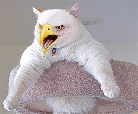 Unusual Cat And Bird Hybrids Bred In Photoshop Laptrinhx News
