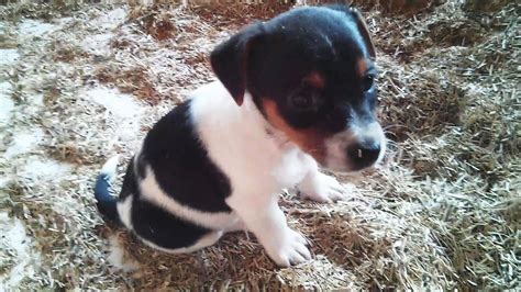 Too Cute Adorable Baby Jack Russell Puppies Playing 2