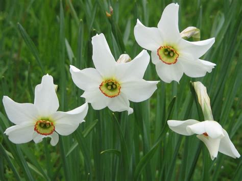 Narcissus Poeticus Todo Acerca De Esta Hermosa Planta