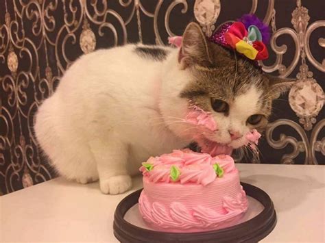 Cute Pictures Of An Adorable Kitty That Is Celebrated With Cake On Her